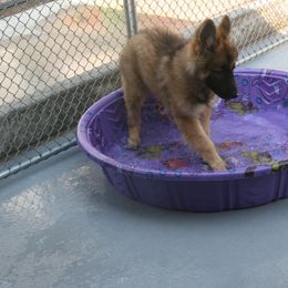 Shiloh Shepherd Puppies from Solace Shilohs
