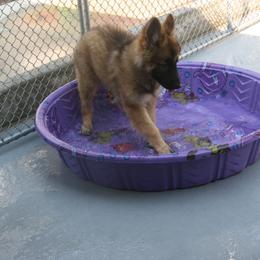 Shiloh Shepherd Puppies from Solace Shilohs