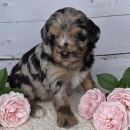 Lexi - Merle female Springerdoodle puppy in Fargo, North Dakota from Dakota SpringerDoodles