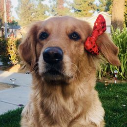Golden Retrievers from Warwick’s Central California Goldens
