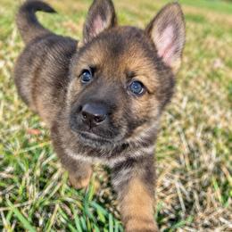 Blue collar - Sable male German Shepherd puppy in Canterbury, Connecticut from Nachtwaechter German Shepherds, LLC