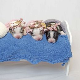 Australian Shepherd Puppies from Saddle Peak Aussies