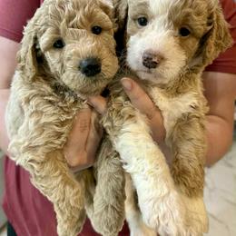 Aussiedoodle and Labradoodle Puppies from Doodles on Duty