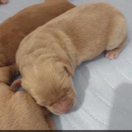 Boy 4 - Golden male Golden Retriever puppy in Grand Meadow, Minnesota from Root River Retrievers