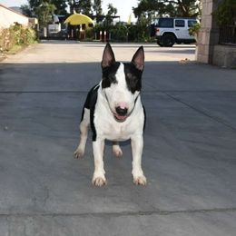 Diamond - Miniature Bull Terrier