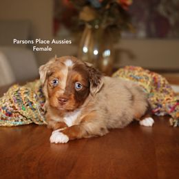 Split face girl - Red merle female Toy Australian Shepherd puppy in Chandler, Oklahoma from Parsons Place Aussies