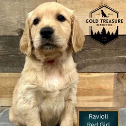 Ravioli - Golden female Golden Retriever puppy in Star, Idaho from Gold Treasure Retrievers