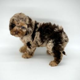 Junebug - Merle female Cockapoo puppy in Danielsville, Georgia from Meg's Doodles and Poodles