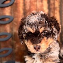 Aussiedoodles, Australian Mountain Doodles, Bernedoodles, and Poodles from Magnolia Grove Doodles