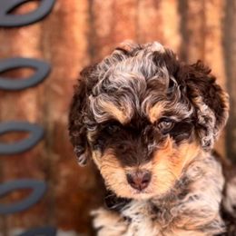 Aussiedoodles, Australian Mountain Doodles, Bernedoodles, and Poodles from Magnolia Grove Doodles