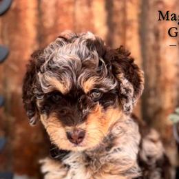 Aussiedoodles, Australian Mountain Doodles, Bernedoodles, and Poodles from Magnolia Grove Doodles