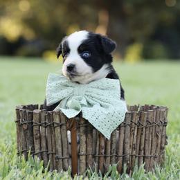 Nova - Black tri female Miniature Australian Shepherd puppy in White Oak, Texas from Triple Lake Ranch Miniature Australian Shepherds