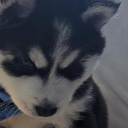 Boy 1 - Black and white Siberian Husky puppy in Carnegie/Pittsburgh, Pennsylvania from 3 Rivers Siberians(Richard's)