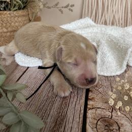 Boy 1 - Wheaten male Miniature Schnauzer puppy in Sacramento, California from Hardcastle Family Schnauzer’s