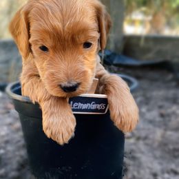 Goldendoodle Puppies from BasilBella’s Doodles