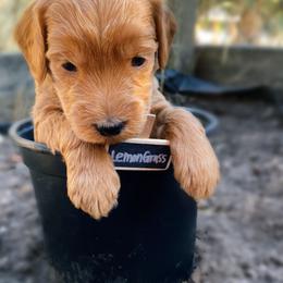 Goldendoodle Puppies from BasilBella’s Doodles