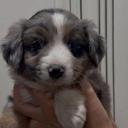 Bingo - Blue merle male Miniature Australian Shepherd puppy in Lakeport, California from Akins Aussies/Wild Rose Ranch