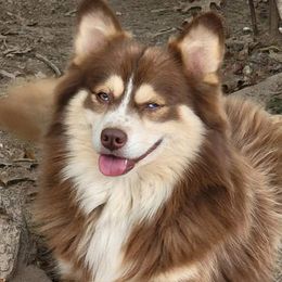 Sitka - Pomsky
