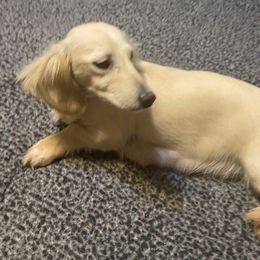 Pearl - Dachshund