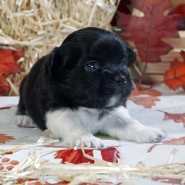 Colt - White male Mi-Ki puppy in Wales, Wisconsin from Phantastic Mi-kis