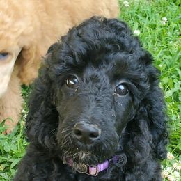 Poodle Puppies from Angel's Star Poodles