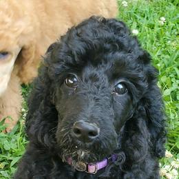 Poodle Puppies from Angel's Star Poodles