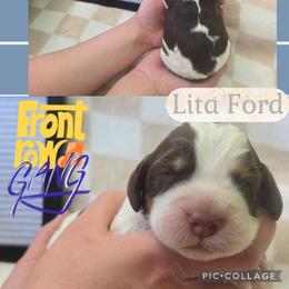 Lita FordGirl 5 - Liver white and tan female English Springer Spaniel puppy in Saginaw, Michigan from Kemerer Springers