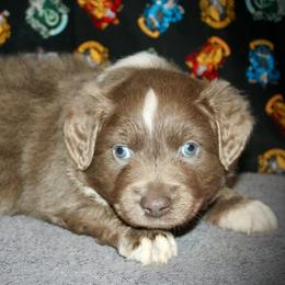 Tortellini - Dilute red male Australian Shepherd puppy in El Dorado Springs, Missouri from HP Aussie Kennels