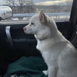 Ahna - Pomsky