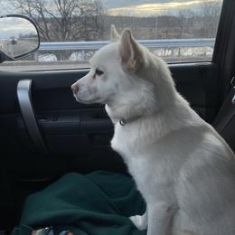 Ahna - Pomsky