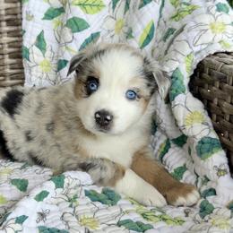 Sailor - Blue merle male Australian Shepherd puppy in Oxford, Florida from SoCo Aussies