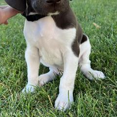 German Shorthaired Pointer Puppies from Juniper Ridge Pointers