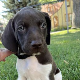 German Shorthaired Pointer Puppies from Juniper Ridge Pointers
