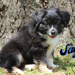 Australian Shepherd, Miniature Australian Shepherd, and Toy Australian Shepherd Puppies from TK Standard, Mini, & Toy Aussies