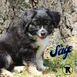 Australian Shepherd, Miniature Australian Shepherd, and Toy Australian Shepherd Puppies from TK Standard, Mini, & Toy Aussies
