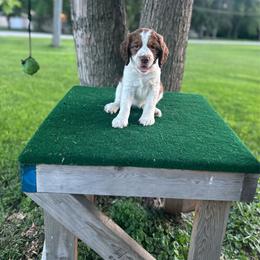 Fern - Tri-Roan female English Springer Spaniel puppy in Braidwood, Illinois from A & R Springers