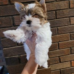 Girl 2 - Yorkshire Terrier puppy from LeGrands Parti Pups