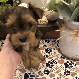 Yorkshire Terrier Puppies from Happy Days Acres and Yorkies