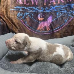 Aragorn - Harlequin male Great Dane puppy in Citra, Florida from AEW Farm