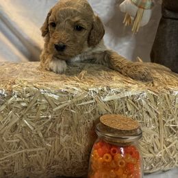 Orange Collar Standard Poodle - Red  female Poodle puppy in Murrayville, Georgia from Spoiled Rotten Kennels