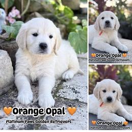 6th Pick Female -Orange - Light golden female Golden Retriever puppy in Sarasota, Florida from Platinum Paws Puppies