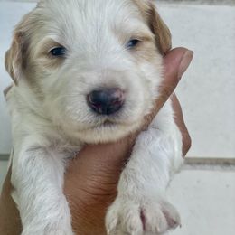 Red Parti male - Red tri-color male Aussiedoodle puppy in Campbell, California from Mini AussieDoodle Puppies