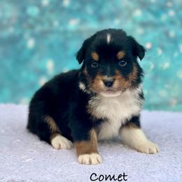 Comet - Black tri-color male Australian Shepherd puppy in Howardsville, Virginia from Spectacular Aussies and Cavaliers