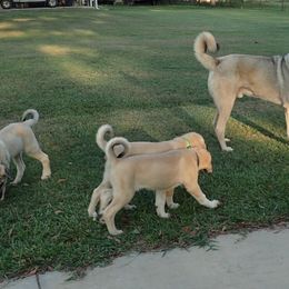 Kangal Puppies from DASA Ridge Kangals