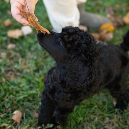 Poodle Puppies from Altalune Poodles