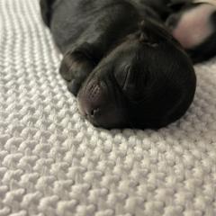 Winter - Black and white female Shichon puppy in Seymour, Tennessee from Mel’s Teddy Bear Puppies