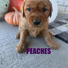Peaches - Dark golden female Golden Retriever puppy in Rexburg, Idaho from Teton View Golden Retrievers