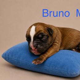 Bruno - Fawn male Boxer puppy in Abilene, Texas from L&L Euro Boxers and Small Town Shih Tzus