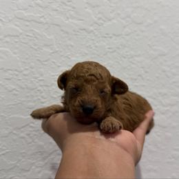 Hades - Red  male Poodle puppy in Miami, Florida from Poodles 4 Life