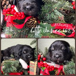 (2) Little James 1623 - Black tri-color male Australian Shepherd puppy in Huntington, Texas from JKKJ Farms